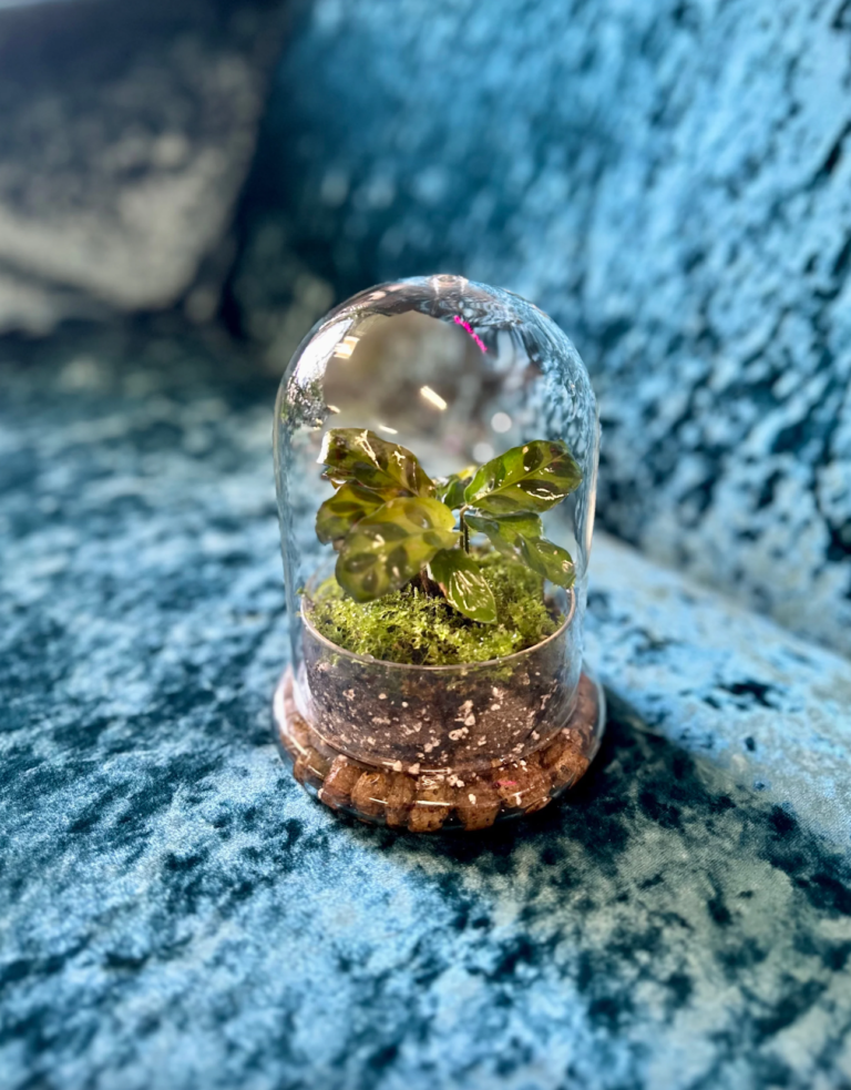 Build a Terrarium