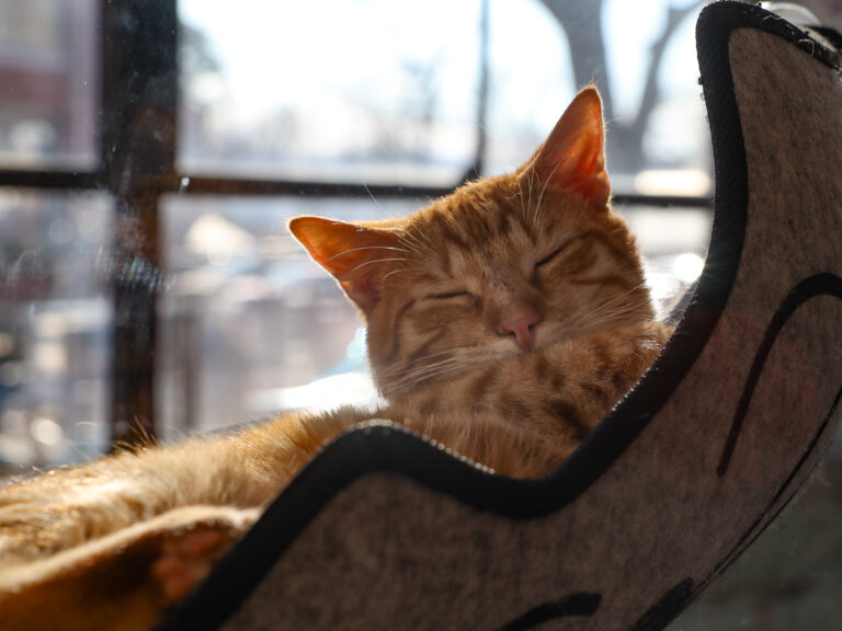 CattyShack Cat Lounge